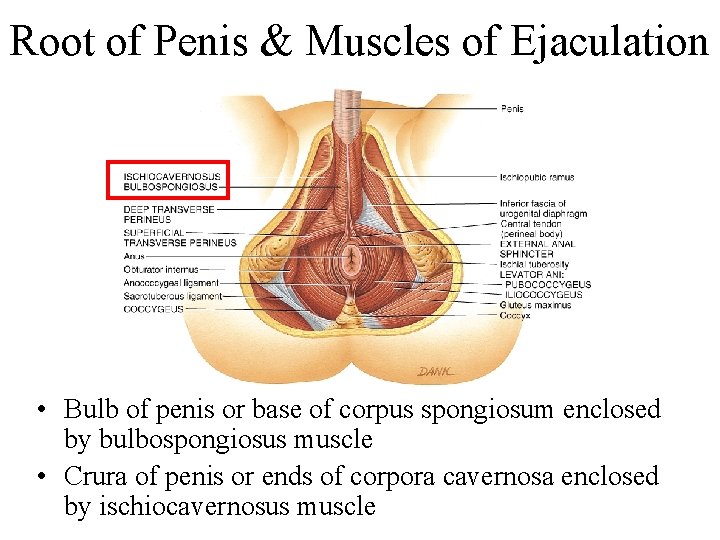 Root of Penis & Muscles of Ejaculation • Bulb of penis or base of