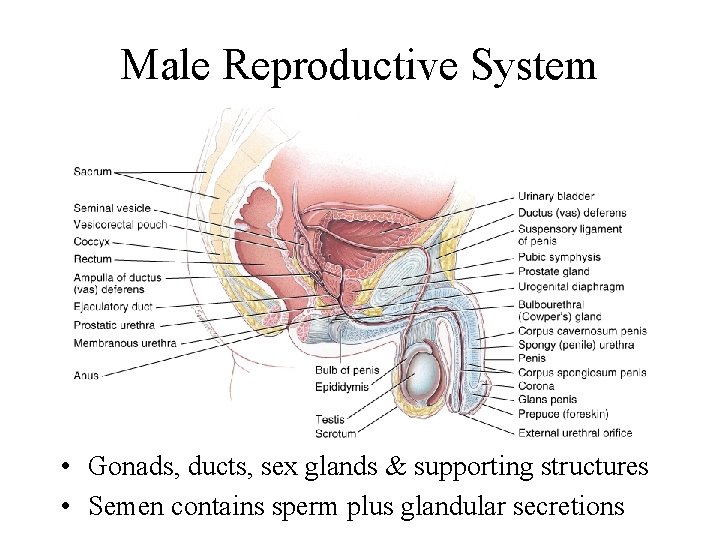 Male Reproductive System • Gonads, ducts, sex glands & supporting structures • Semen contains