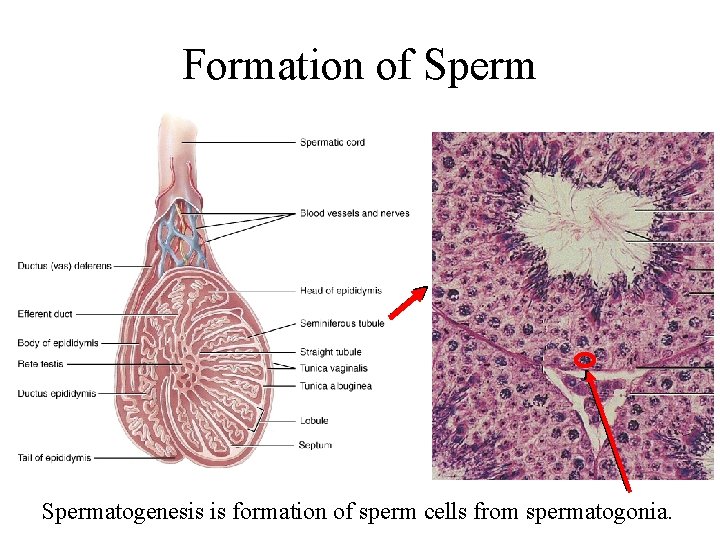 Formation of Spermatogenesis is formation of sperm cells from spermatogonia. 