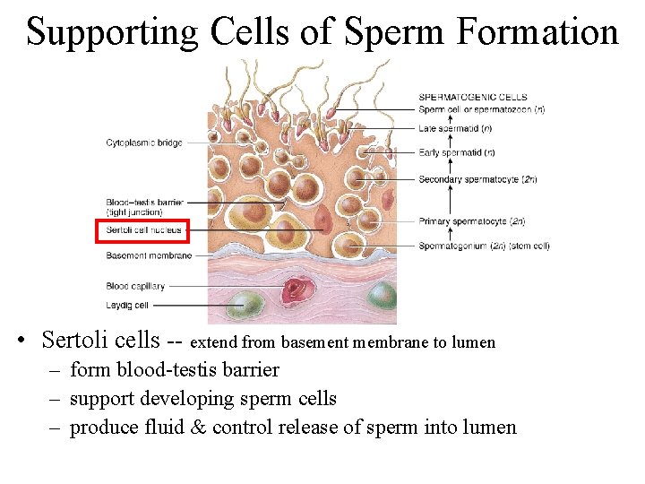 Supporting Cells of Sperm Formation • Sertoli cells -- extend from basement membrane to