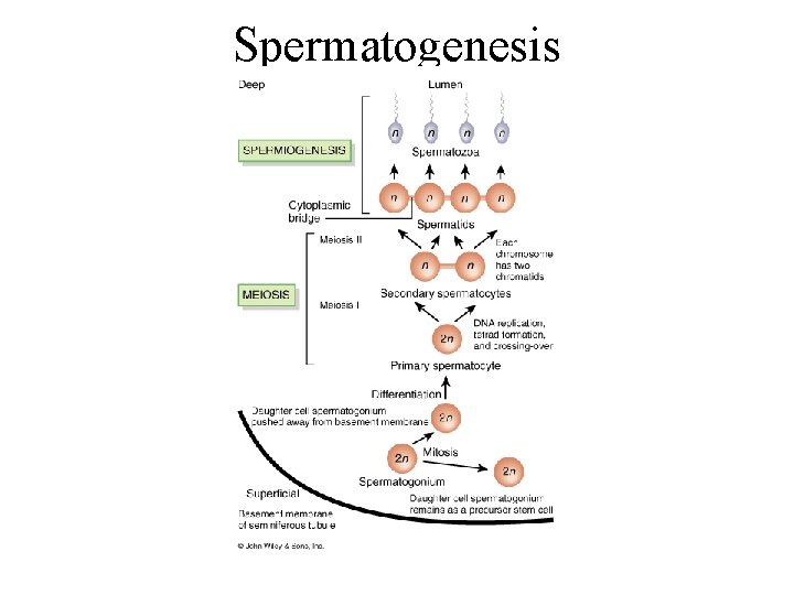 Spermatogenesis 