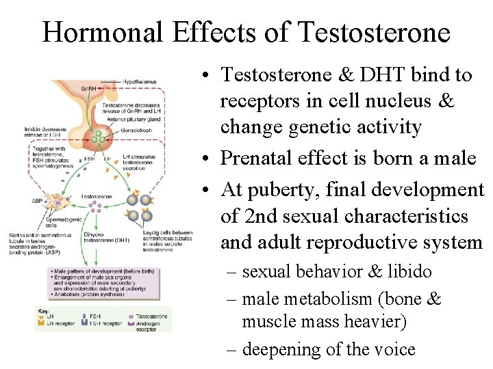 Hormonal Effects of Testosterone • Testosterone & DHT bind to receptors in cell nucleus