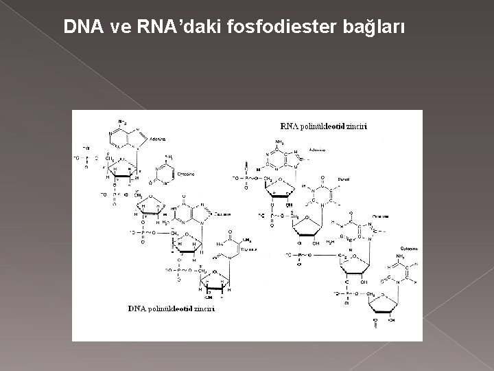 DNA ve RNA’daki fosfodiester bağları 