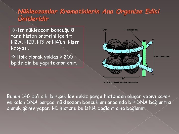 Nükleozomlar Kromatinlerin Ana Organize Edici Ünitleridir v. Her nükleozom boncuğu 8 tane histon proteini