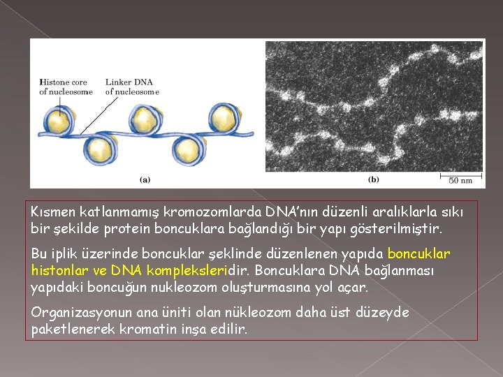 Kısmen katlanmamış kromozomlarda DNA’nın düzenli aralıklarla sıkı bir şekilde protein boncuklara bağlandığı bir yapı