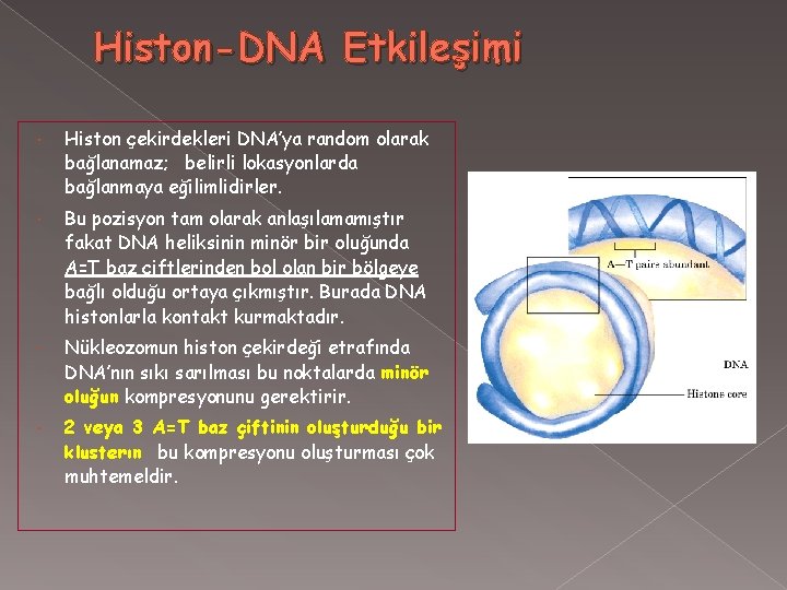 Histon-DNA Etkileşimi Histon çekirdekleri DNA’ya random olarak bağlanamaz; belirli lokasyonlarda bağlanmaya eğilimlidirler. Bu pozisyon