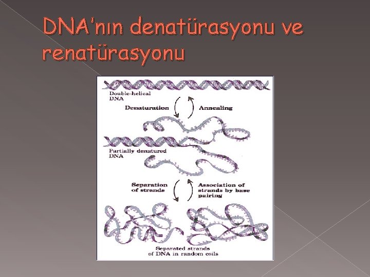 DNA’nın denatürasyonu ve renatürasyonu 