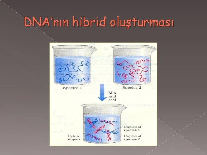 DNA’nın hibrid oluşturması 