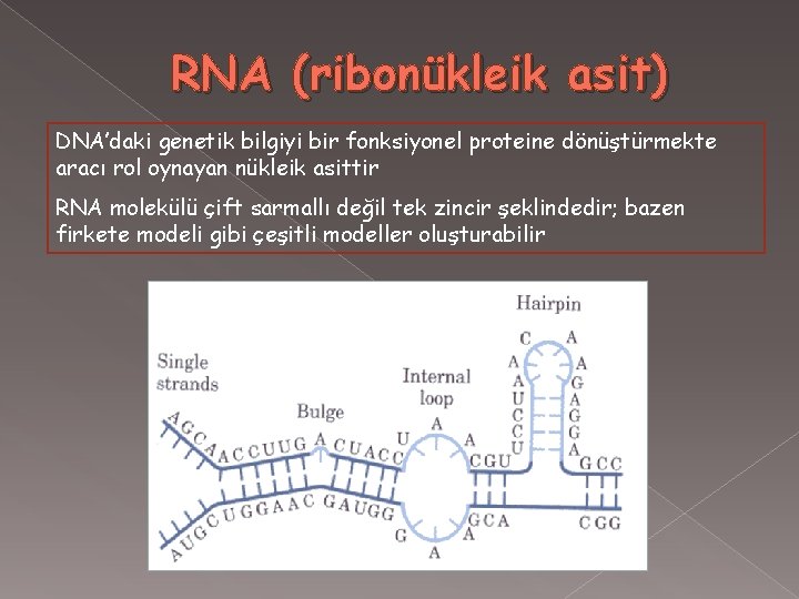 RNA (ribonükleik asit) DNA’daki genetik bilgiyi bir fonksiyonel proteine dönüştürmekte aracı rol oynayan nükleik