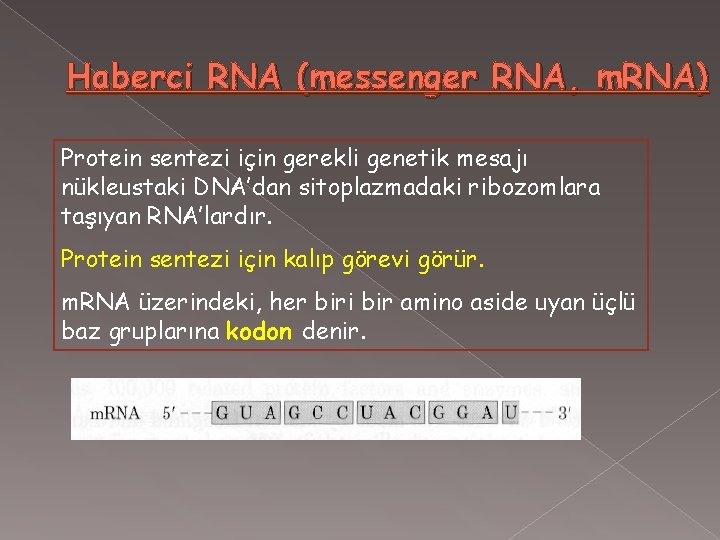 Haberci RNA (messenger RNA, m. RNA) Protein sentezi için gerekli genetik mesajı nükleustaki DNA’dan
