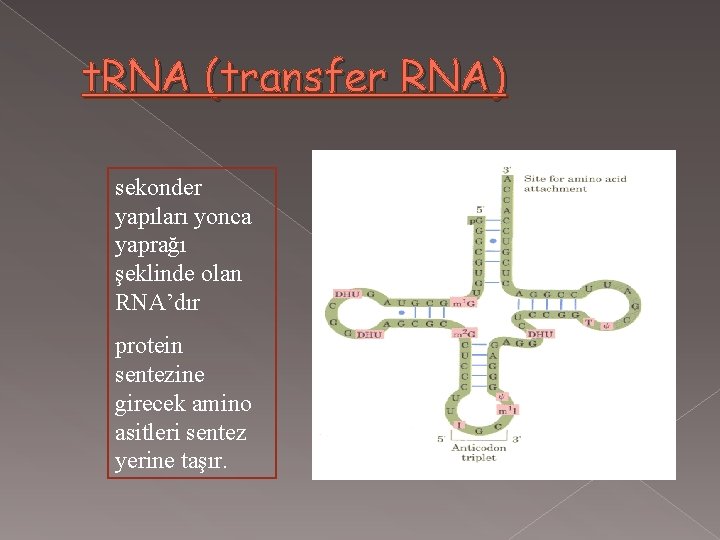 t. RNA (transfer RNA) sekonder yapıları yonca yaprağı şeklinde olan RNA’dır protein sentezine girecek