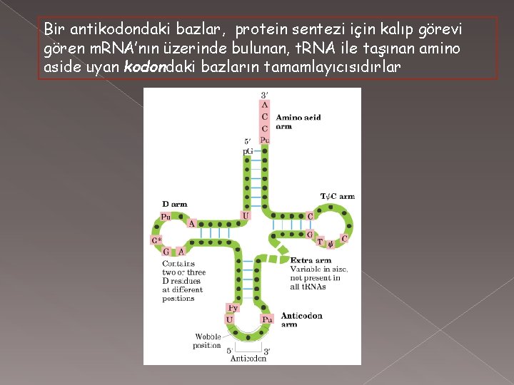 Bir antikodondaki bazlar, protein sentezi için kalıp görevi gören m. RNA’nın üzerinde bulunan, t.