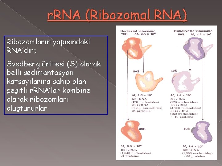 r. RNA (Ribozomal RNA) Ribozomların yapısındaki RNA’dır; Svedberg ünitesi (S) olarak belli sedimantasyon katsayılarına