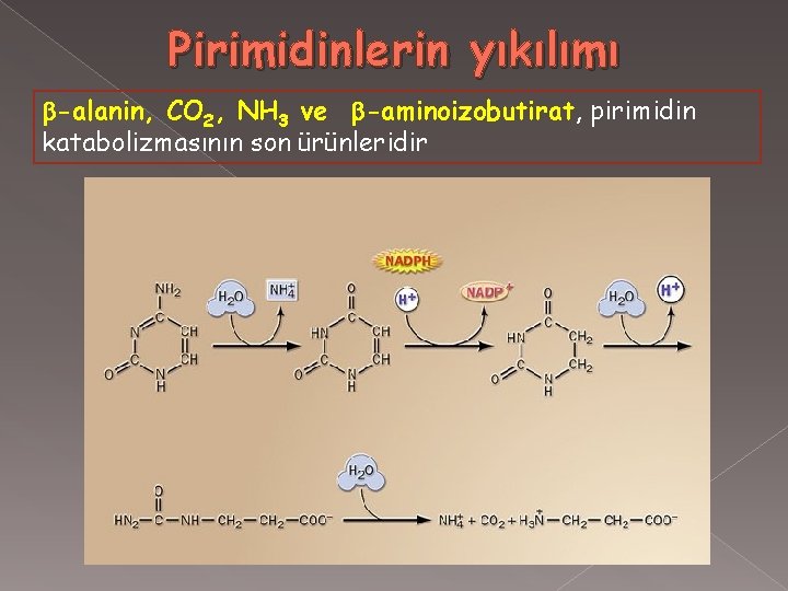 Pirimidinlerin yıkılımı -alanin, CO 2, NH 3 ve -aminoizobutirat, pirimidin katabolizmasının son ürünleridir 