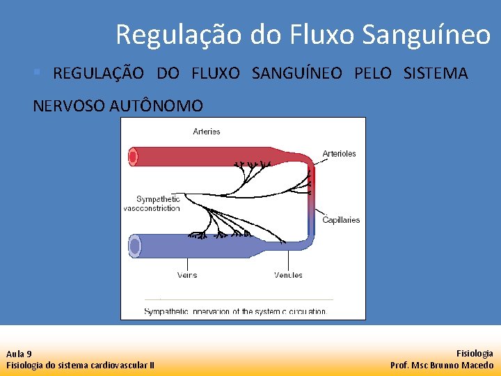 Regulação do Fluxo Sanguíneo § REGULAÇÃO DO FLUXO SANGUÍNEO PELO SISTEMA NERVOSO AUTÔNOMO Aula