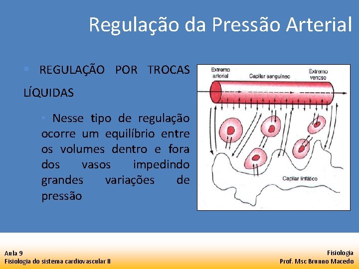 Regulação da Pressão Arterial § REGULAÇÃO POR TROCAS LÍQUIDAS • Nesse tipo de regulação Regulação da Pressão Arterial § REGULAÇÃO POR TROCAS LÍQUIDAS • Nesse tipo de regulação
