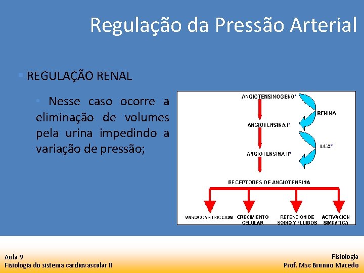 Regulação da Pressão Arterial § REGULAÇÃO RENAL • Nesse caso ocorre a eliminação de