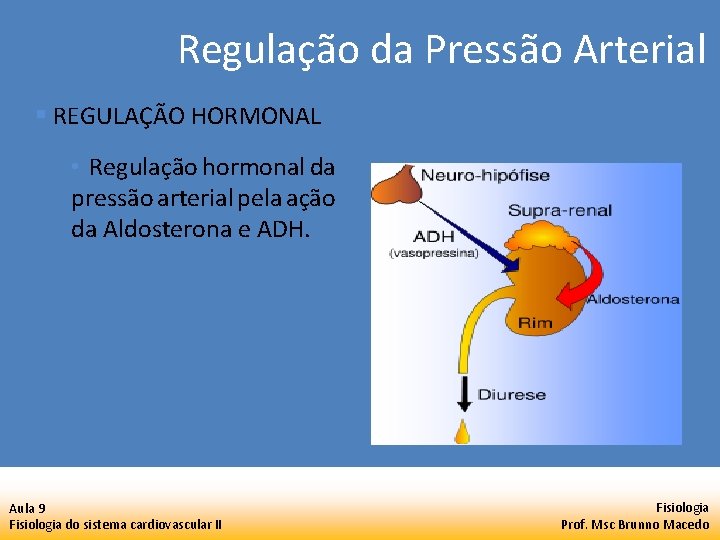 Regulação da Pressão Arterial § REGULAÇÃO HORMONAL • Regulação hormonal da pressão arterial pela