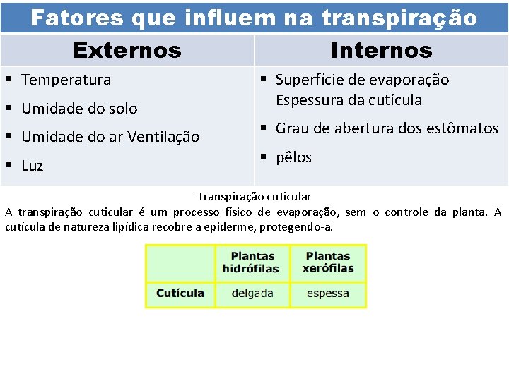 Fatores que influem na transpiração Externos Internos § Temperatura § Umidade do solo §