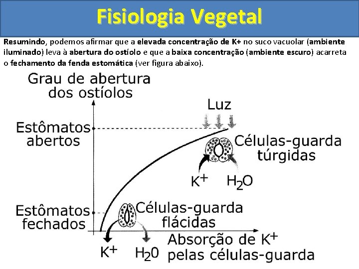 Fisiologia Vegetal Resumindo, podemos afirmar que a elevada concentração de K+ no suco vacuolar