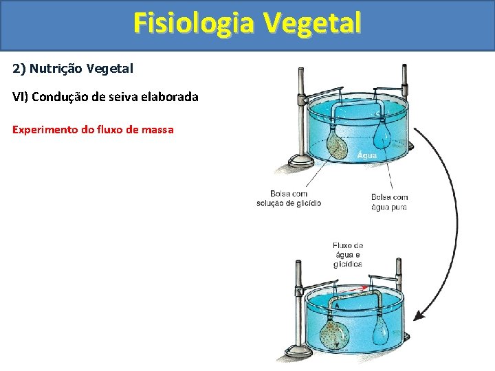 Fisiologia Vegetal 2) Nutrição Vegetal VI) Condução de seiva elaborada Experimento do fluxo de