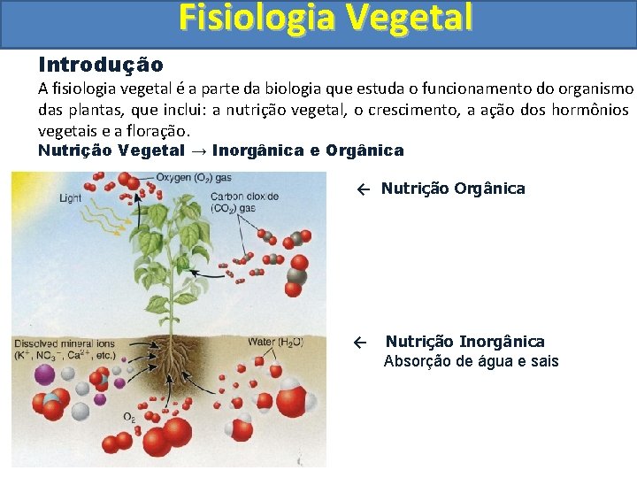 Fisiologia Vegetal Introdução A fisiologia vegetal é a parte da biologia que estuda o