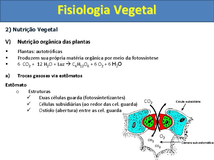 Fisiologia Vegetal 2) Nutrição Vegetal V) Nutrição orgânica das plantas § § § Plantas: