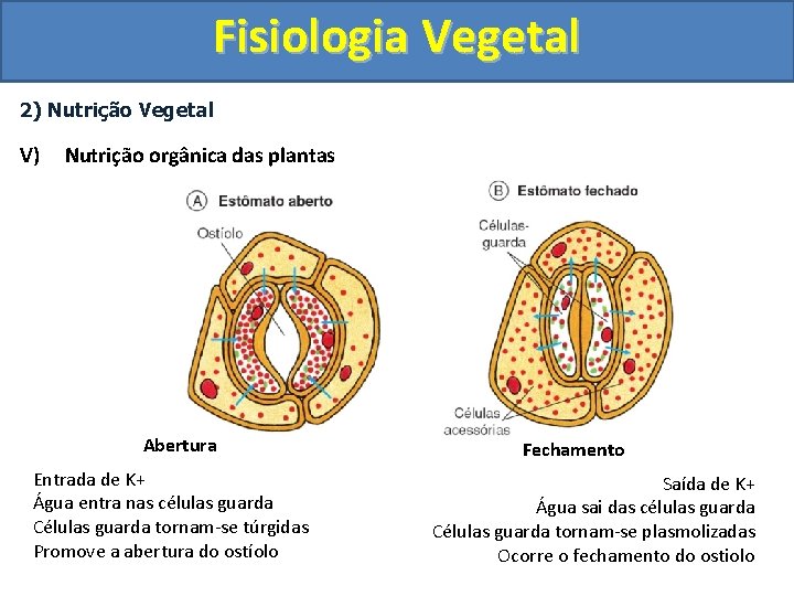 Fisiologia Vegetal 2) Nutrição Vegetal V) Nutrição orgânica das plantas Abertura Entrada de K+