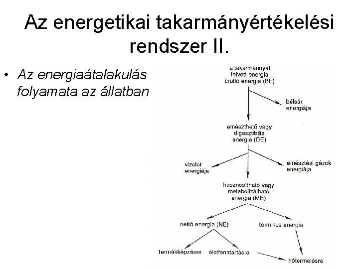 Az energetikai takarmányértékelési rendszer II. • Az energiaátalakulás folyamata az állatban 