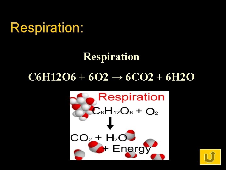 Respiration: Respiration C 6 H 12 O 6 + 6 O 2 → 6