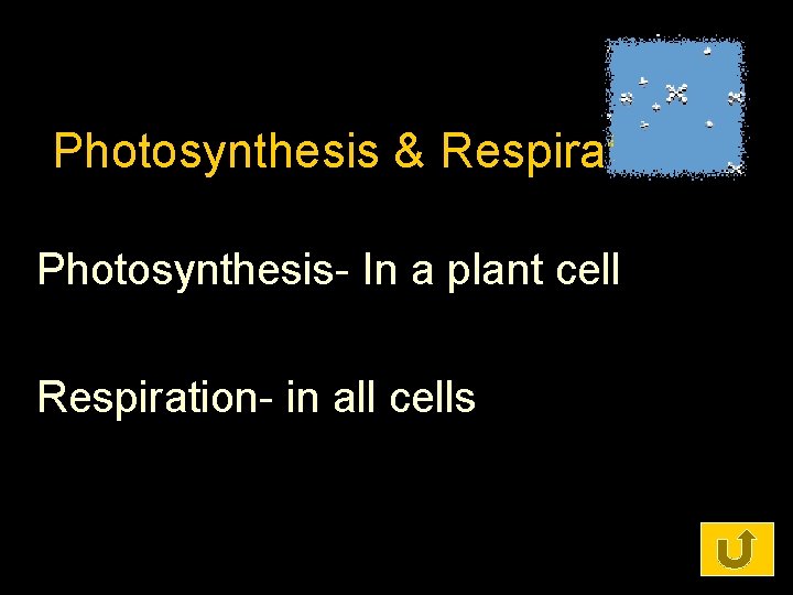 Photosynthesis & Respiration Photosynthesis- In a plant cell Respiration- in all cells 