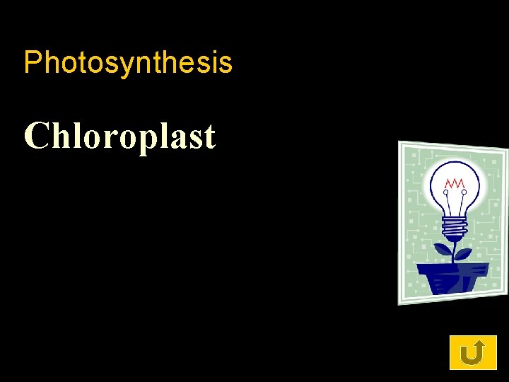 Photosynthesis Chloroplast 