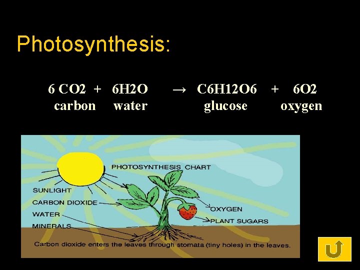 Photosynthesis: 6 CO 2 + 6 H 2 O carbon water → C 6