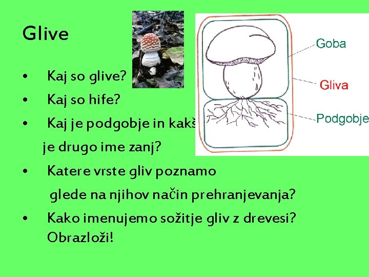 Glive • • • Kaj so glive? Kaj so hife? Kaj je podgobje in