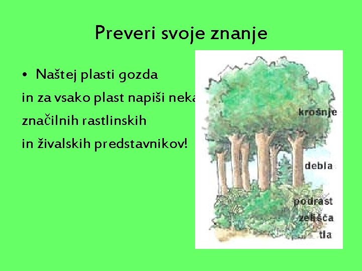 Preveri svoje znanje • Naštej plasti gozda in za vsako plast napiši nekaj značilnih