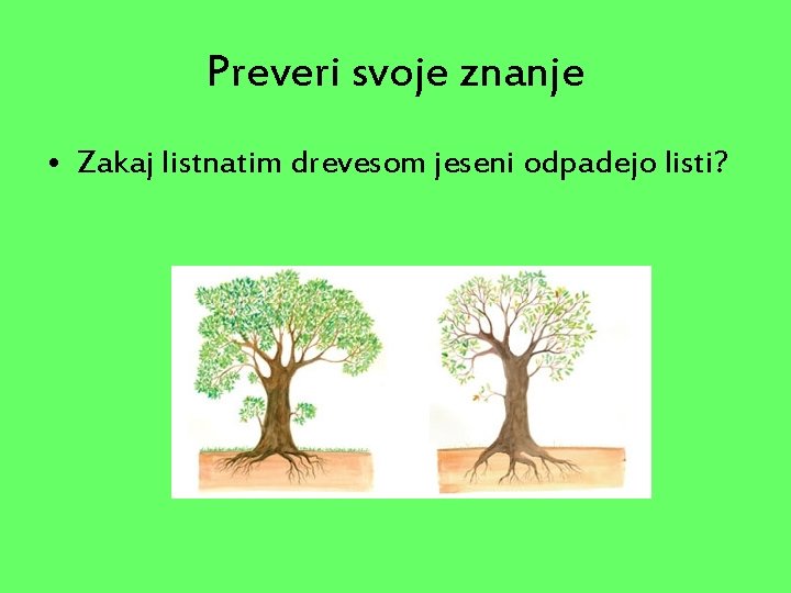 Preveri svoje znanje • Zakaj listnatim drevesom jeseni odpadejo listi? 