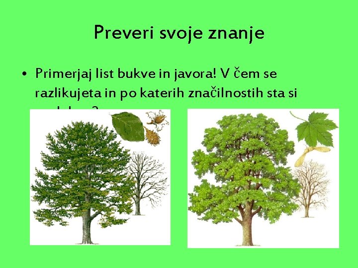 Preveri svoje znanje • Primerjaj list bukve in javora! V čem se razlikujeta in