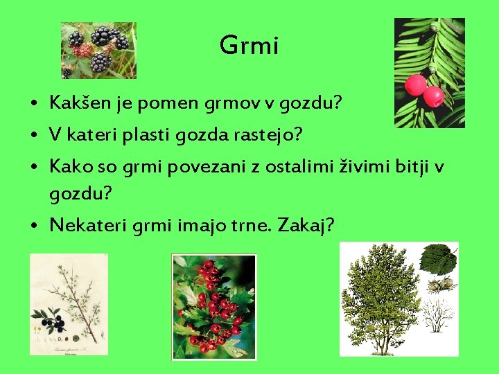 Grmi • Kakšen je pomen grmov v gozdu? • V kateri plasti gozda rastejo?