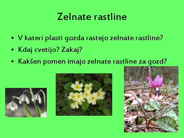 Zelnate rastline • V kateri plasti gozda rastejo zelnate rastline? • Kdaj cvetijo? Zakaj?