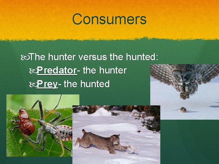 Consumers The hunter versus the hunted: Predator- the hunter Prey- the hunted 