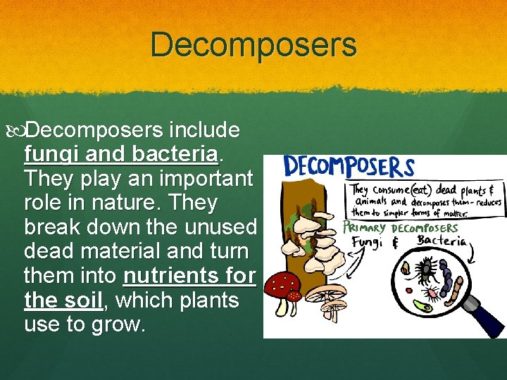 Decomposers include fungi and bacteria. They play an important role in nature. They break