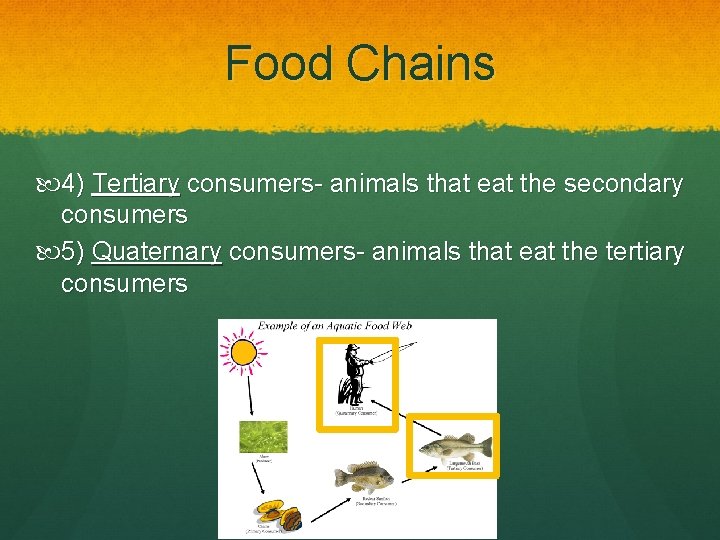Food Chains 4) Tertiary consumers- animals that eat the secondary consumers 5) Quaternary consumers-