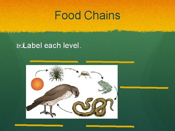 Food Chains Label each level. 