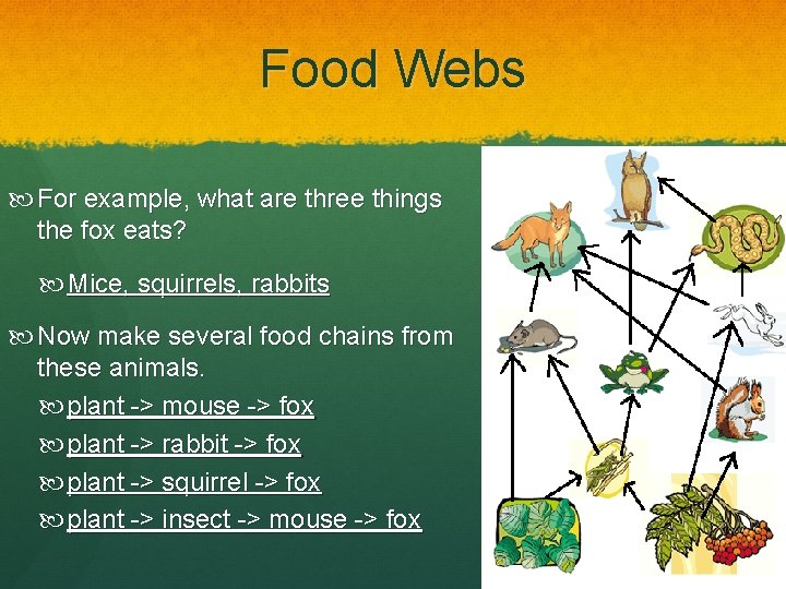 Food Webs For example, what are three things the fox eats? Mice, squirrels, rabbits