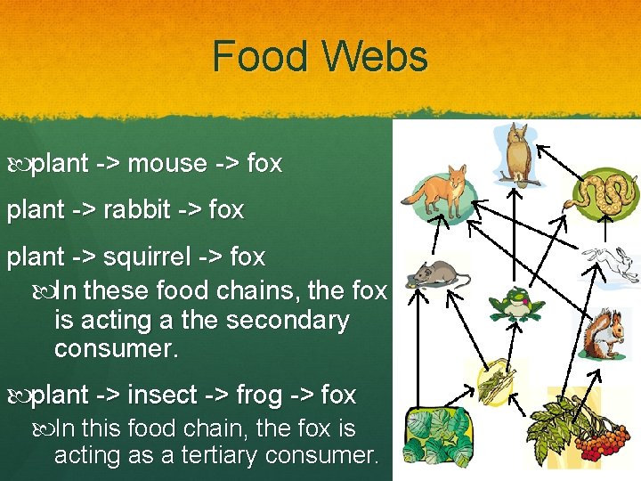 Food Webs plant -> mouse -> fox plant -> rabbit -> fox plant ->