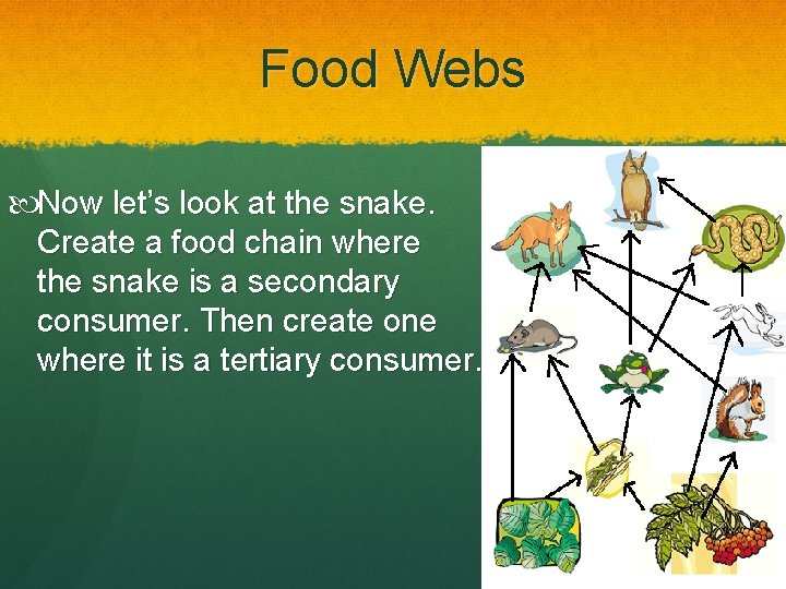 Food Webs Now let’s look at the snake. Create a food chain where the