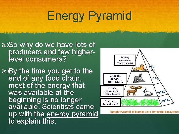 Energy Pyramid So why do we have lots of producers and few higherlevel consumers?