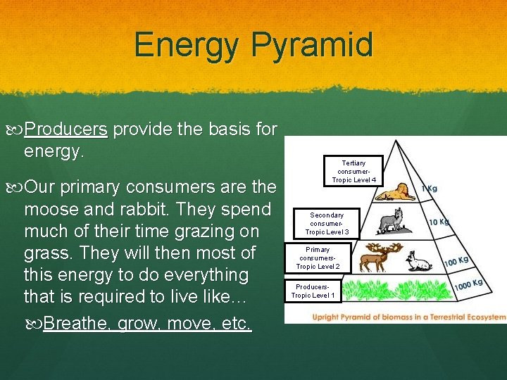 Energy Pyramid Producers provide the basis for energy. Our primary consumers are the moose