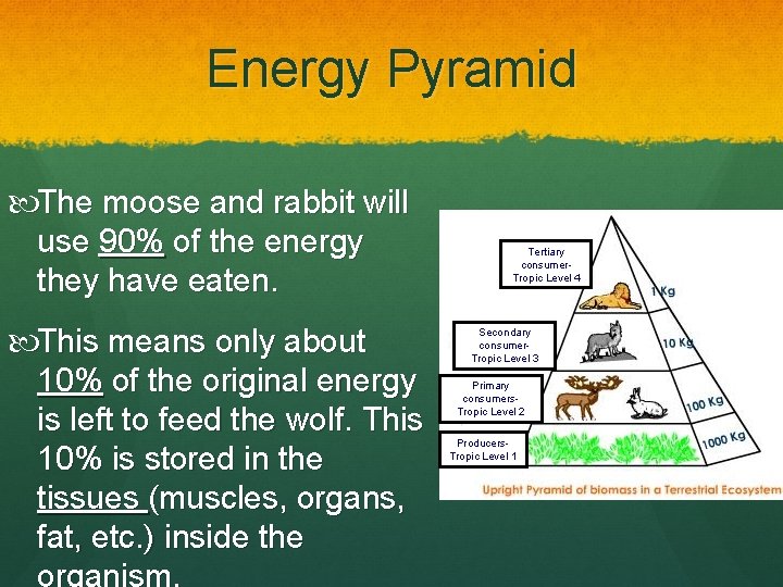 Energy Pyramid The moose and rabbit will use 90% of the energy they have