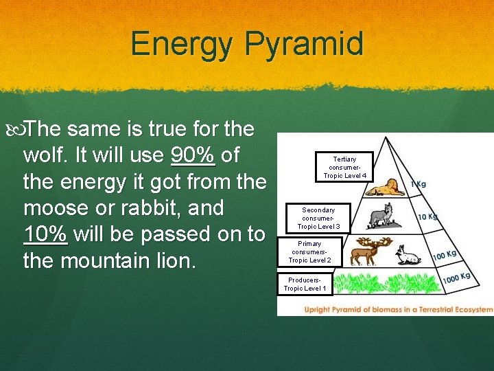 Energy Pyramid The same is true for the wolf. It will use 90% of